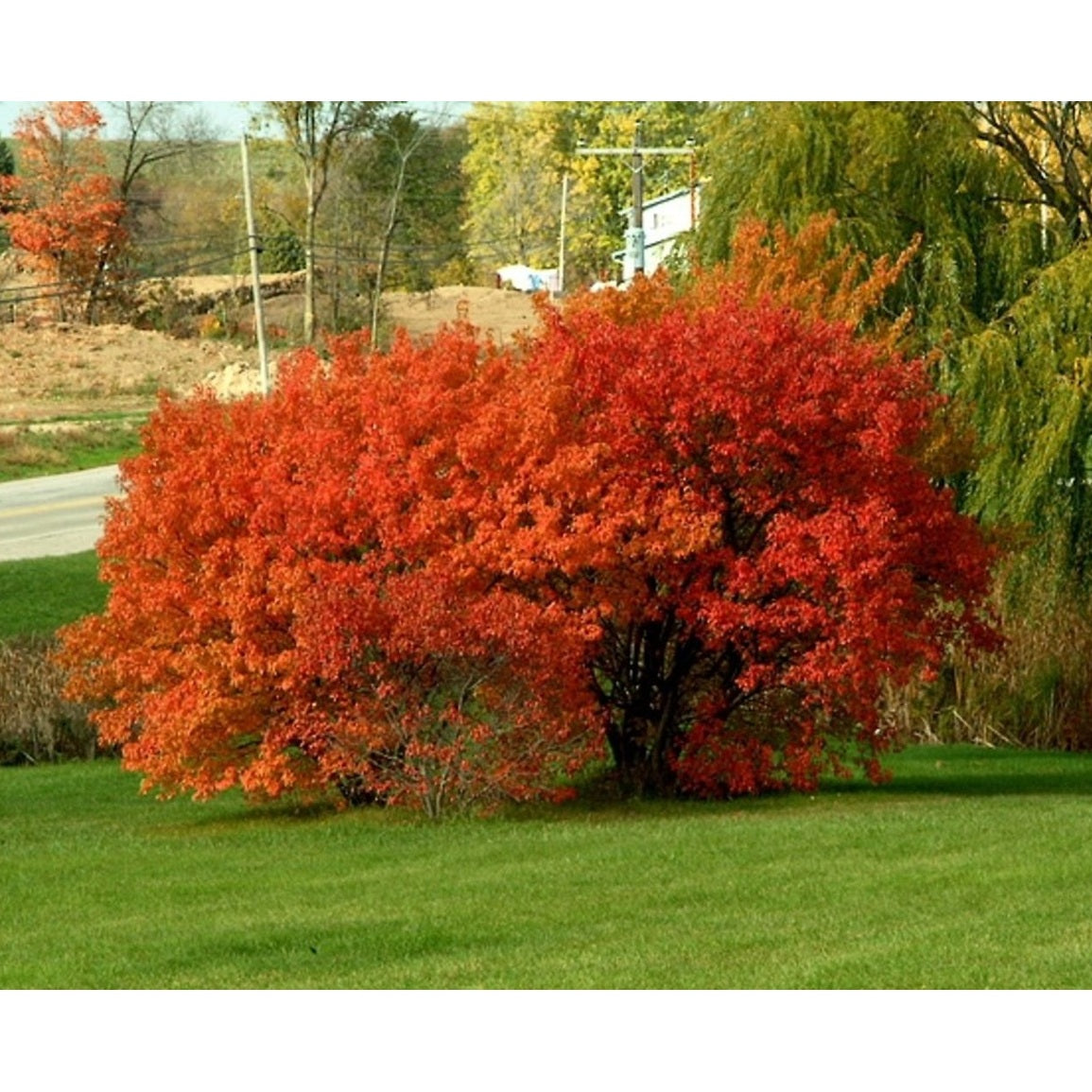 Tartarlönn – Acer tataricum ginnala - 14/16 in Cont HO/ST